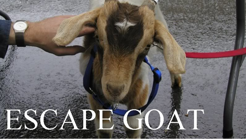 escapegoat.jpg