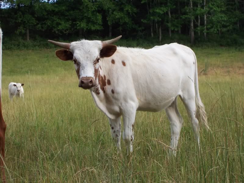 Where did the Brindle come from? Cattle, Cow