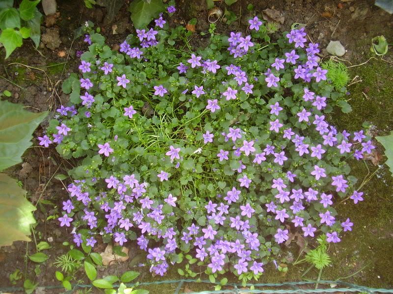 campanula1.jpg