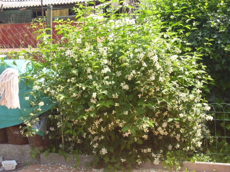 philadelphus1.jpg