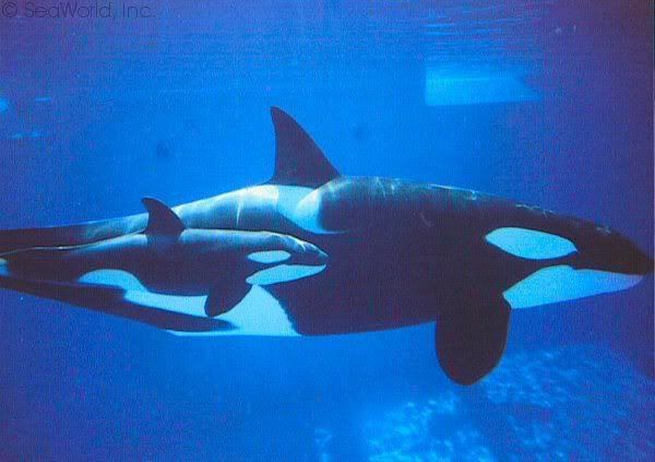 Sumar Orca