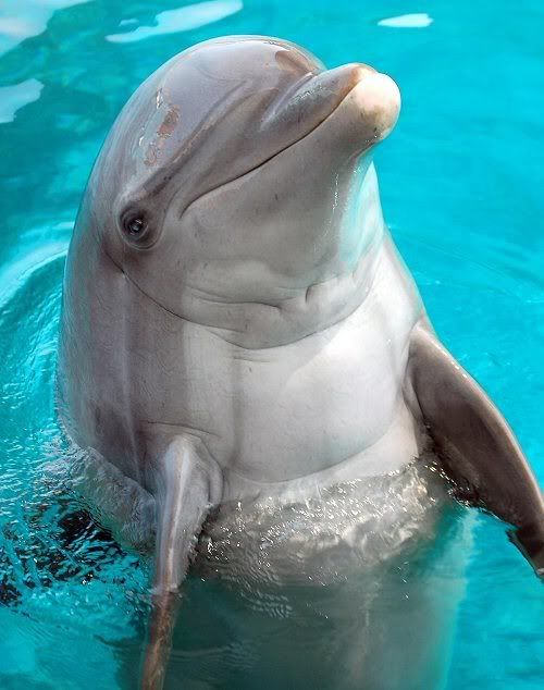 a bottlenose dolphin in