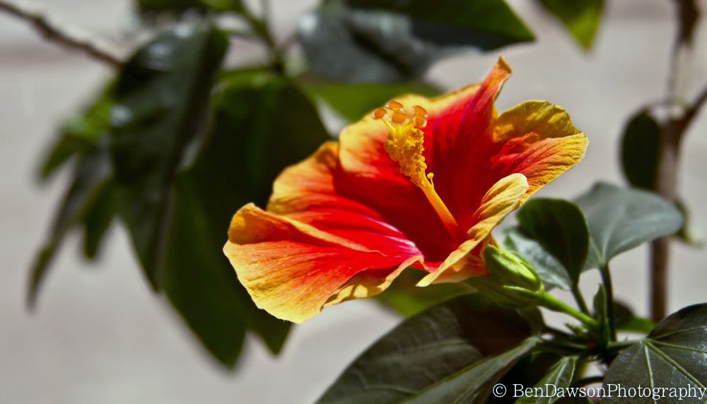 IMAGE: http://img.photobucket.com/albums/v297/cardwelc/Random/flower.jpg