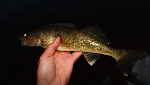 walleye3.jpg