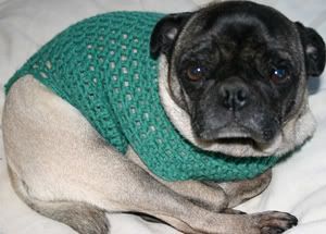 Crocheted Pug Dog Sweater. , CROCHET
