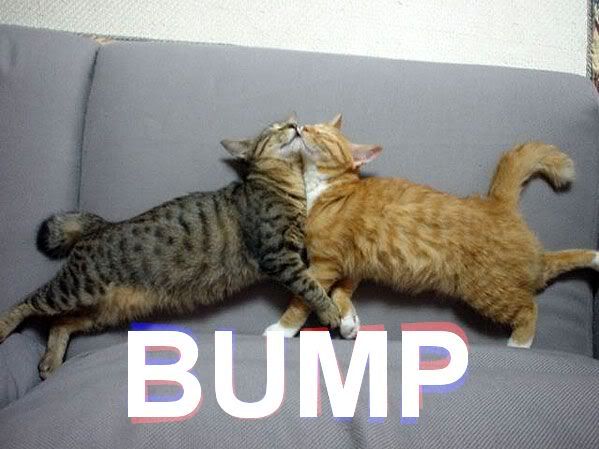 bumpcats.jpg