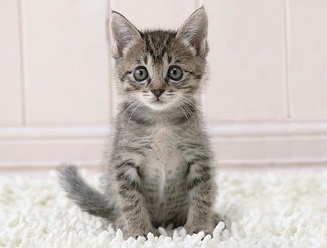 Sidebox-Kitten-Thinks-R.jpg