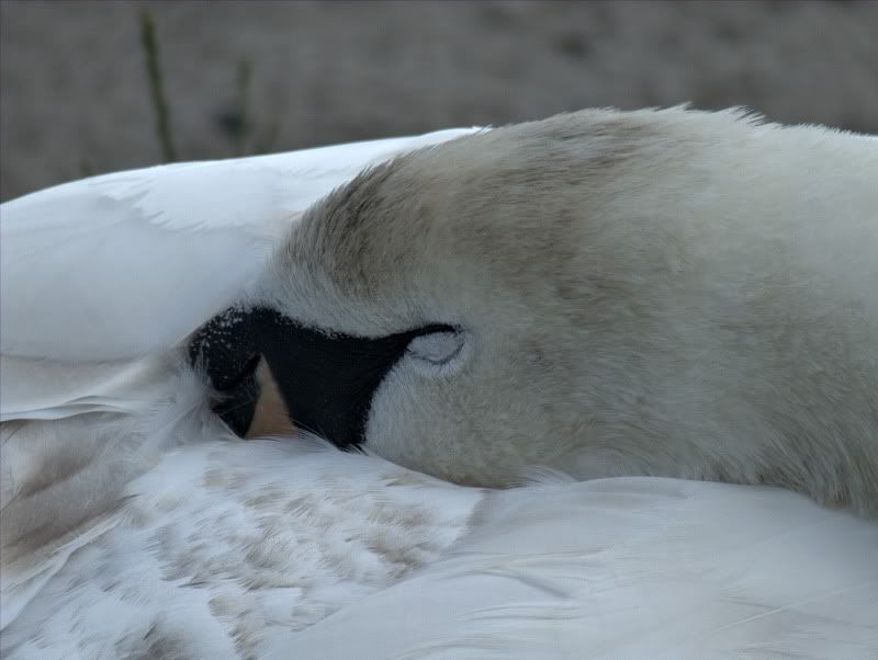 SleepySwan.jpg