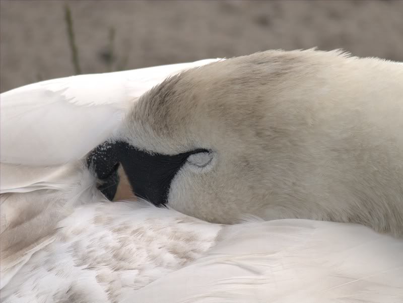 SleepySwan8x6.jpg