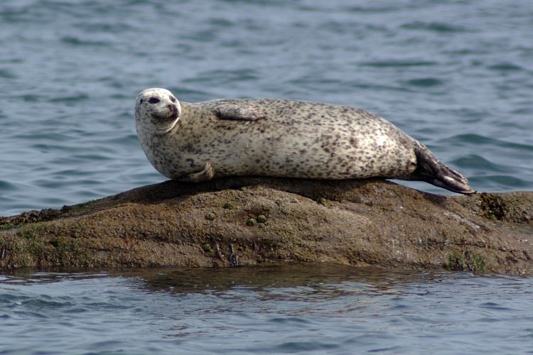 LoneSeal.jpg