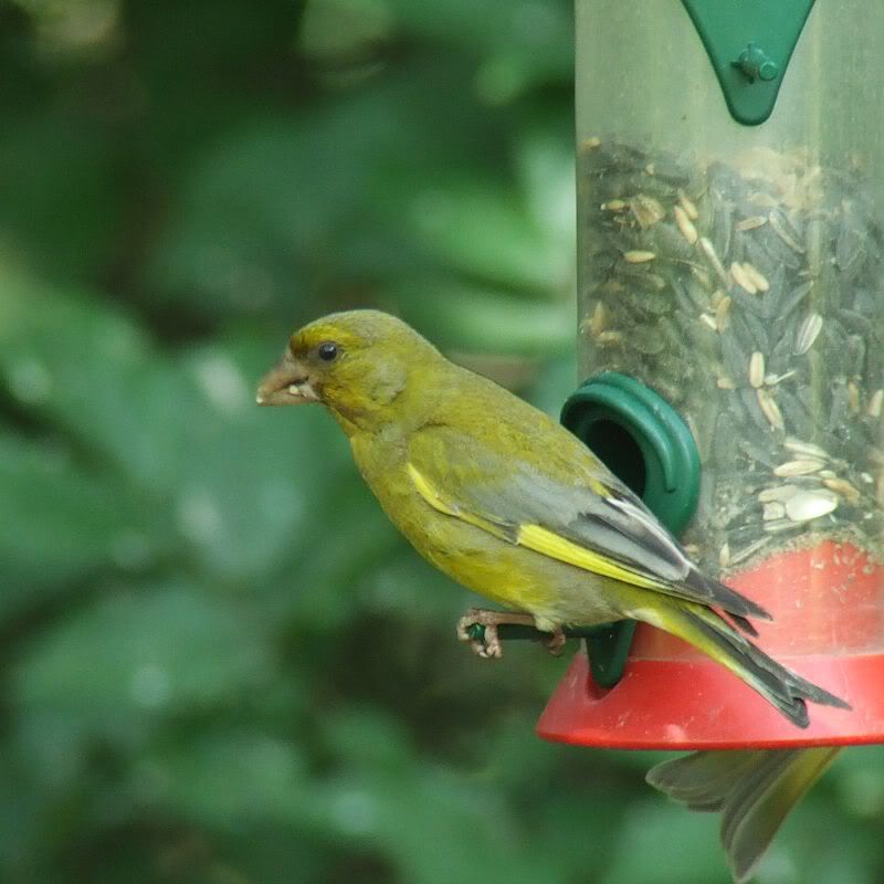 Malegreenfinch3.jpg