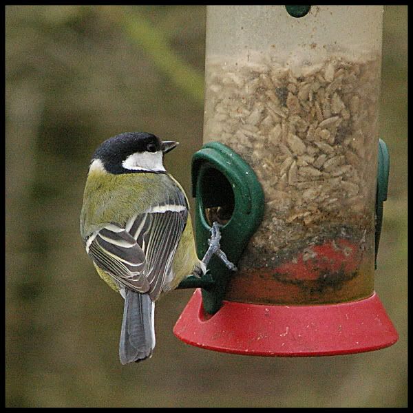 PrinzGalaxyBirdGreatTit1.jpg