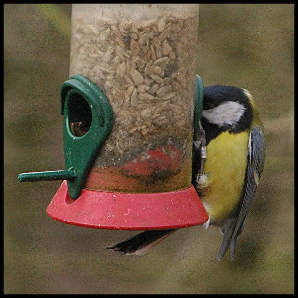 PrinzGalaxyBirdGreatTit2.jpg