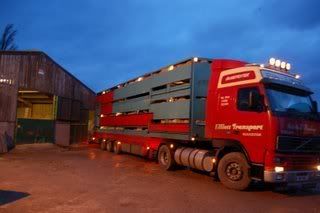 Loading_Lambs_jan_08_002.jpg