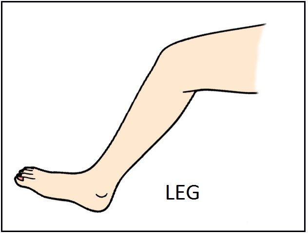 leg.jpg