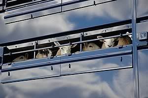 sheep_lorry.jpg