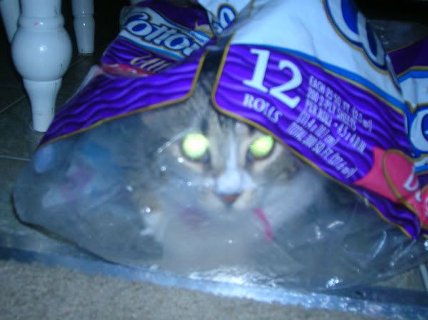 bag-cat.jpg