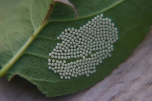 Can Anyone Identify The Insect From The Eggs?