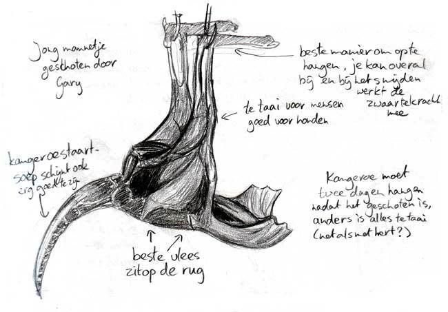 anatomy of kangaroo