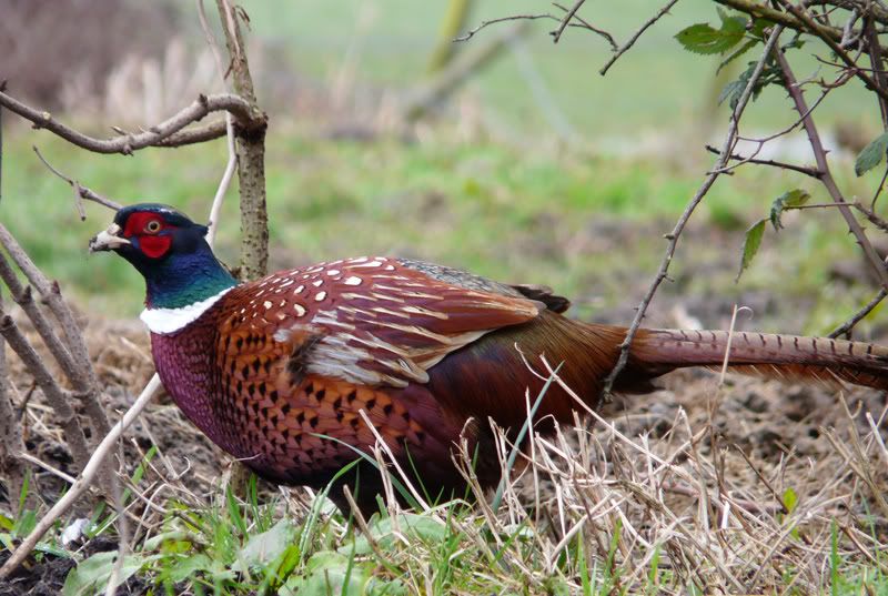 pheasant.jpg