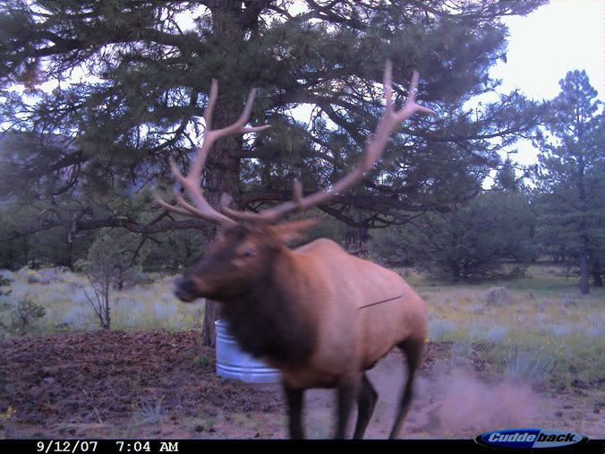 DavesElk.jpg