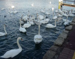 Thames swans