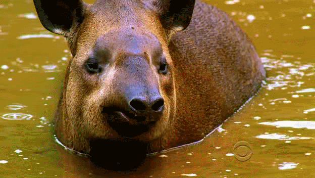 tapir Pictures, Images and Photos