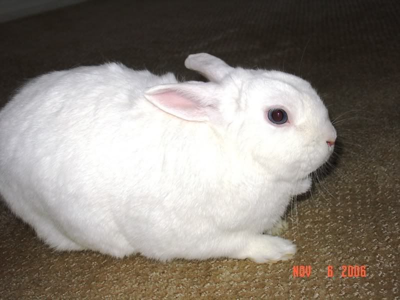 bunbun6.jpg