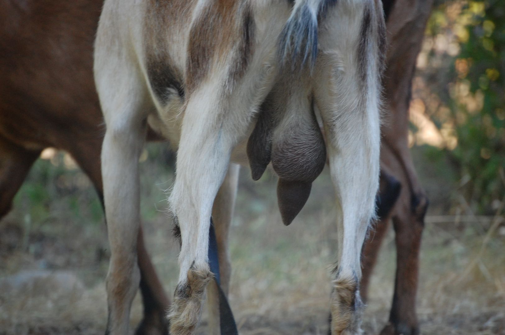 HomesteadJuly2011011.jpg