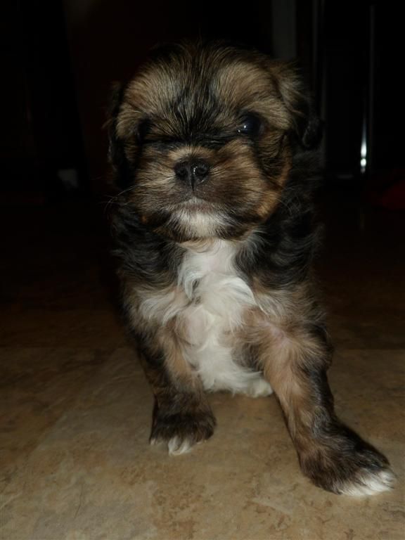 Gus