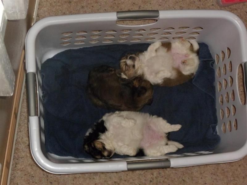 Sleeping Pups