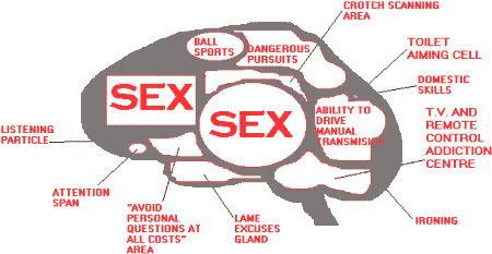 The Male Brain