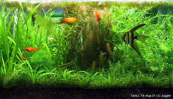 tank2_0108.jpg