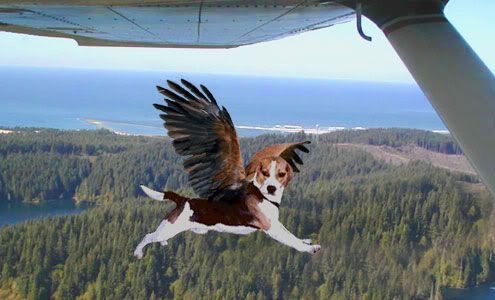 Beagle Plane