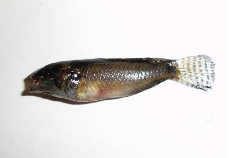 Apistogrammainiridae-uapesi1.jpg
