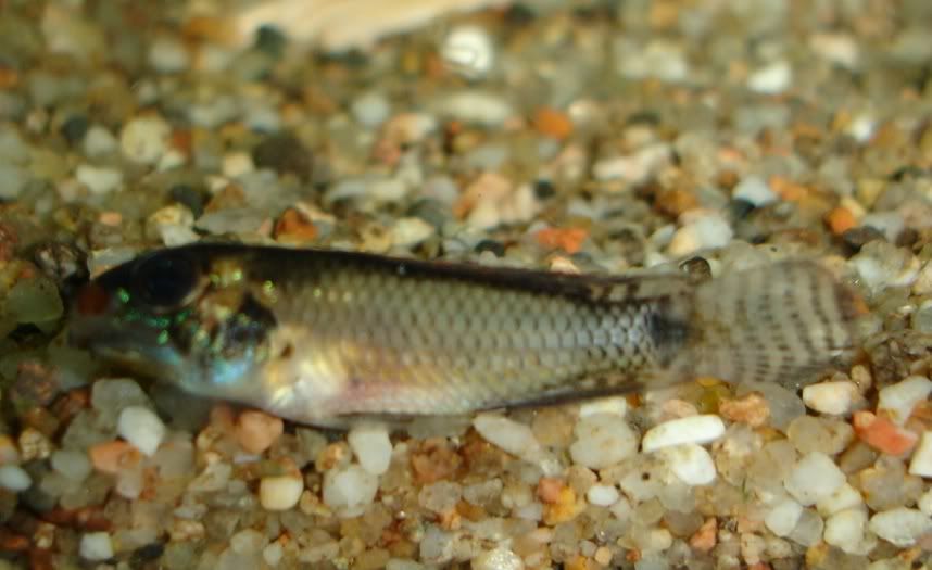 Apistogrammainiridae-uapesi2.jpg