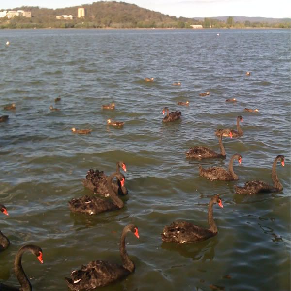 twitpic: Black Swan Lake