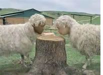 Sheep Peeps