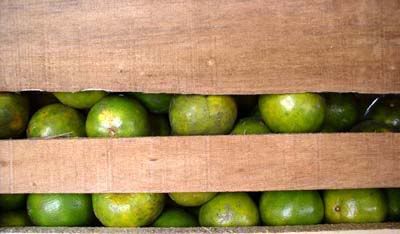 Oranges from the market