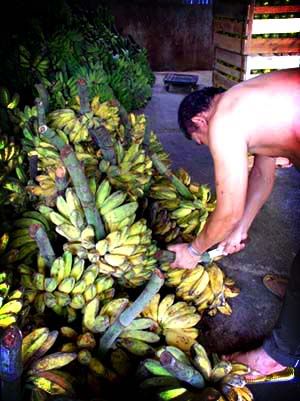 It's bananas! B-A-N-A-N-A-S
