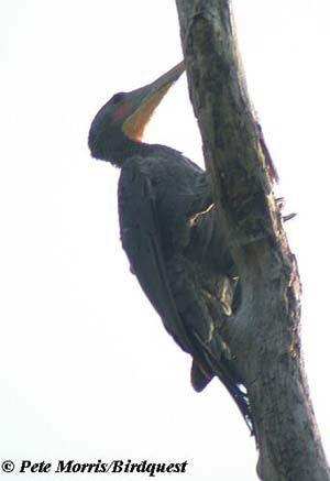 Great Slaty Woodpecker