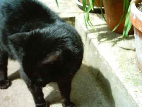 [http://img.photobucket.com/albums/v300/mavispoo/pets/garden2.jpg]