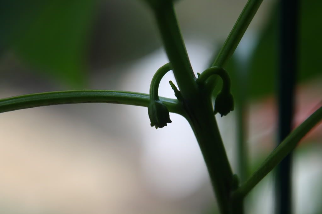 Chillies004.jpg