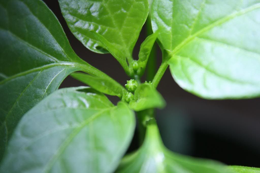 chilli009.jpg