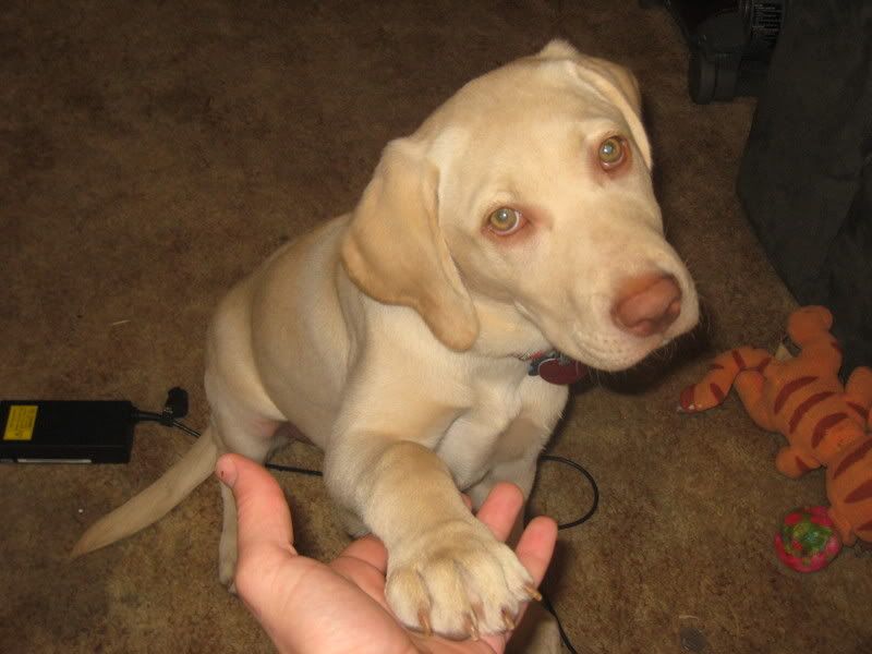 Dudley Lab Puppies