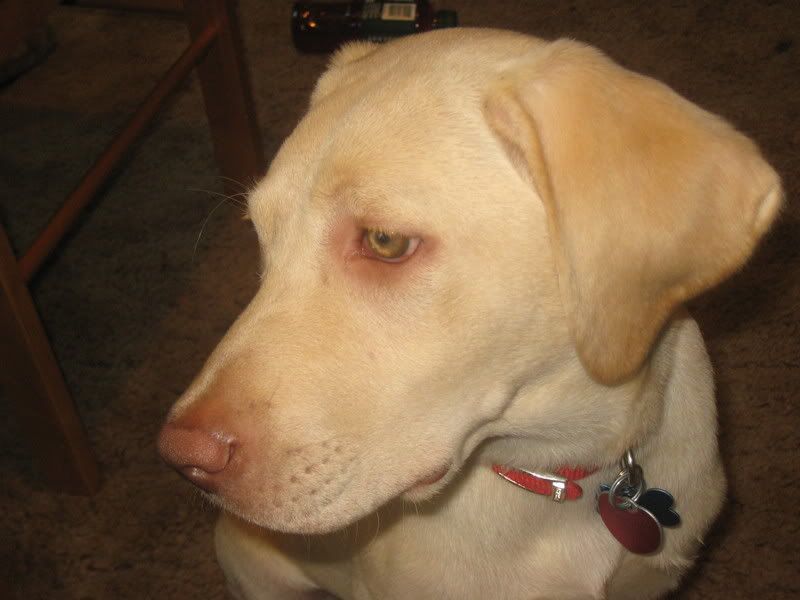 Dudley Lab Puppies