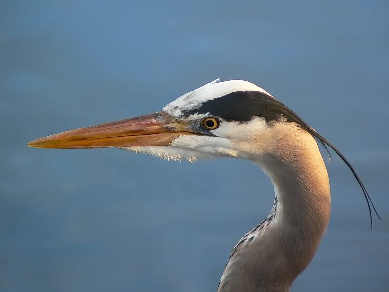 IMAGE: http://img.photobucket.com/albums/v301/squirl033/P1080162_filteredsm.jpg