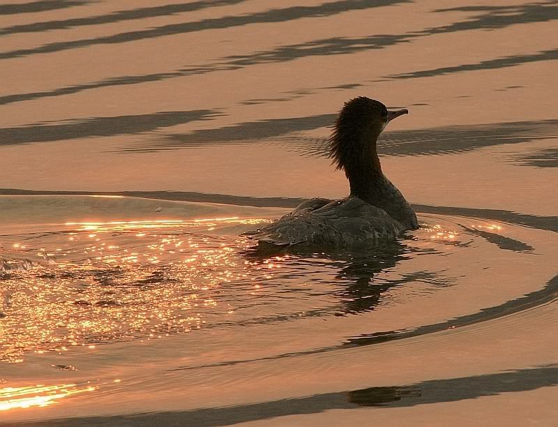 IMAGE: http://img.photobucket.com/albums/v301/squirl033/goldenwake1.jpg