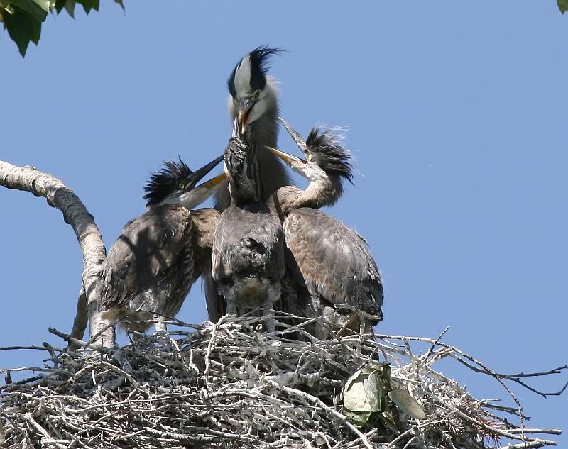 IMAGE: http://img.photobucket.com/albums/v301/squirl033/wheresmine.jpg