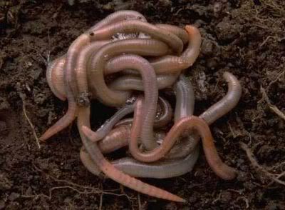 Worms.jpg